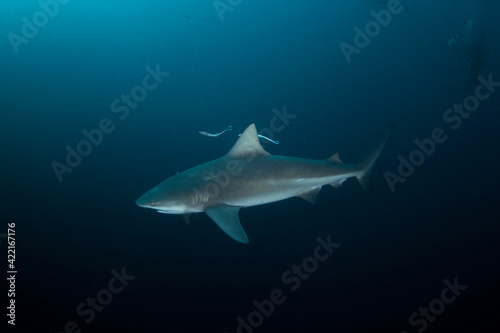 Bull shark during dive. Sharks in South Africa. Marine life in Indian ocean. 