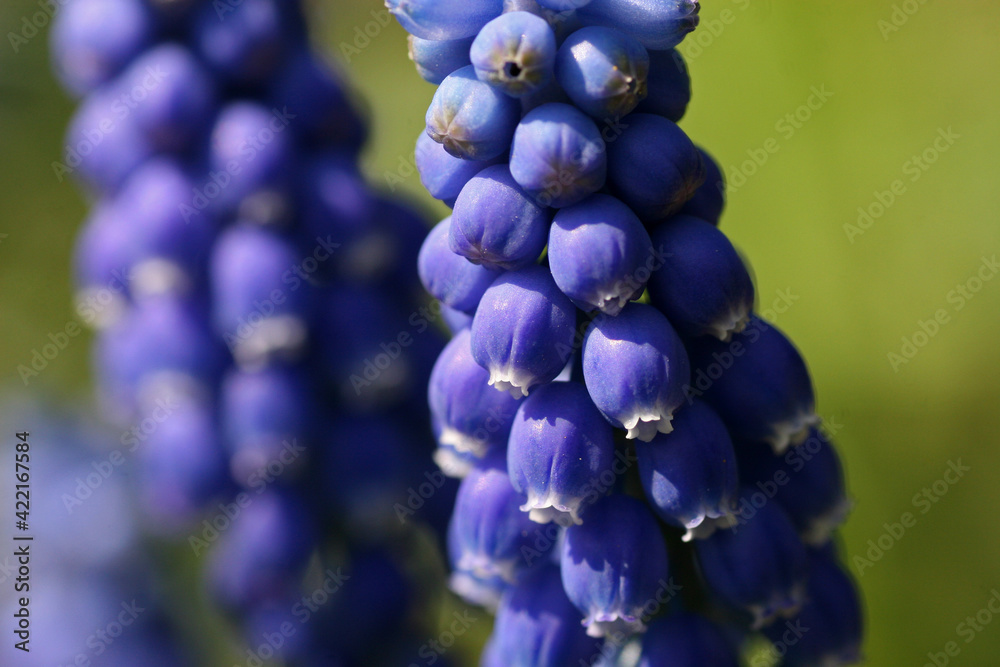 Close up of a blue hyacinth in the garden Close up of a blue hyacinth in the garden