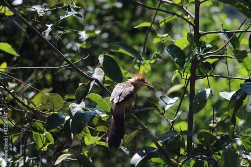 bird
