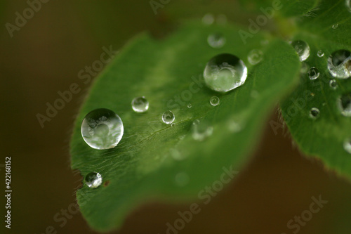Water drops on a grass after rain