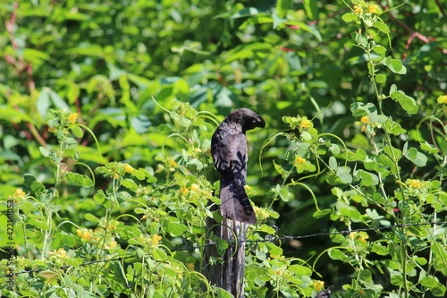 a bird