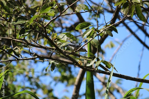 bird on a tree