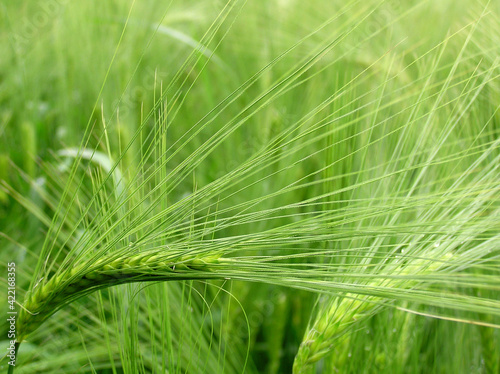 Green wheat after rain, macro photography