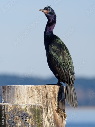 Pelagic cormorant perched on wooden piles along the coast of Sidney BC © pr2is