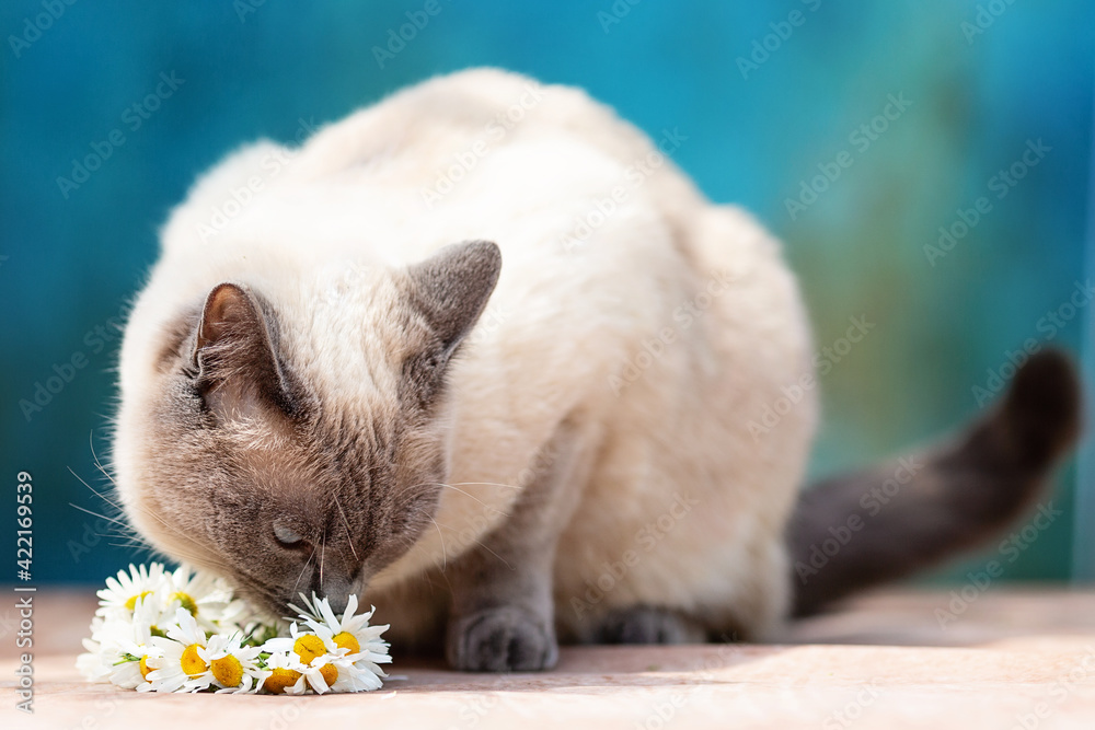 A white Thai cat sniffs a small daisy wreath