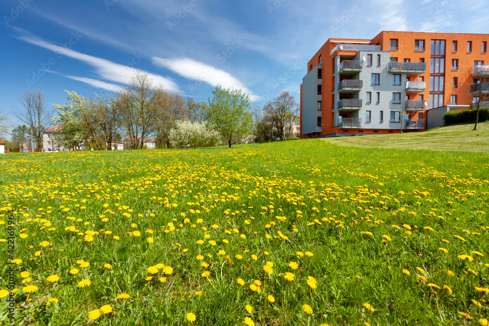 Yellow dandelions in the sun against a city houses.