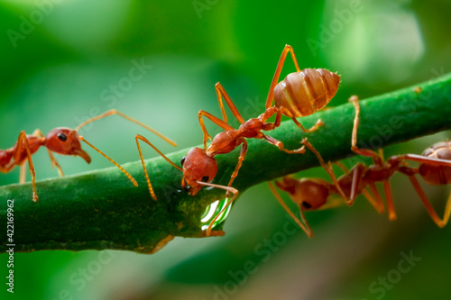 red ant, action ant drinking water drop on the branch big tree, in garden among green leaves blur background, selective eye focus and black backgound, macro © ISENGARD