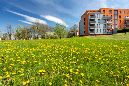 Yellow dandelions in the sun against a city houses.