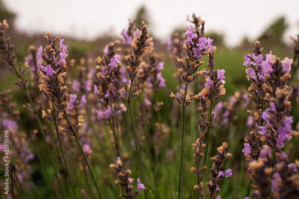 Obraz premium Beautiful blooming lavender shrubs