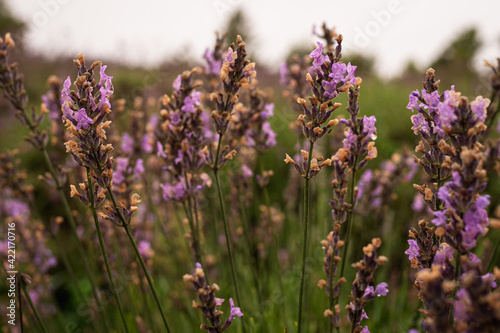 Beautiful blooming lavender shrubs