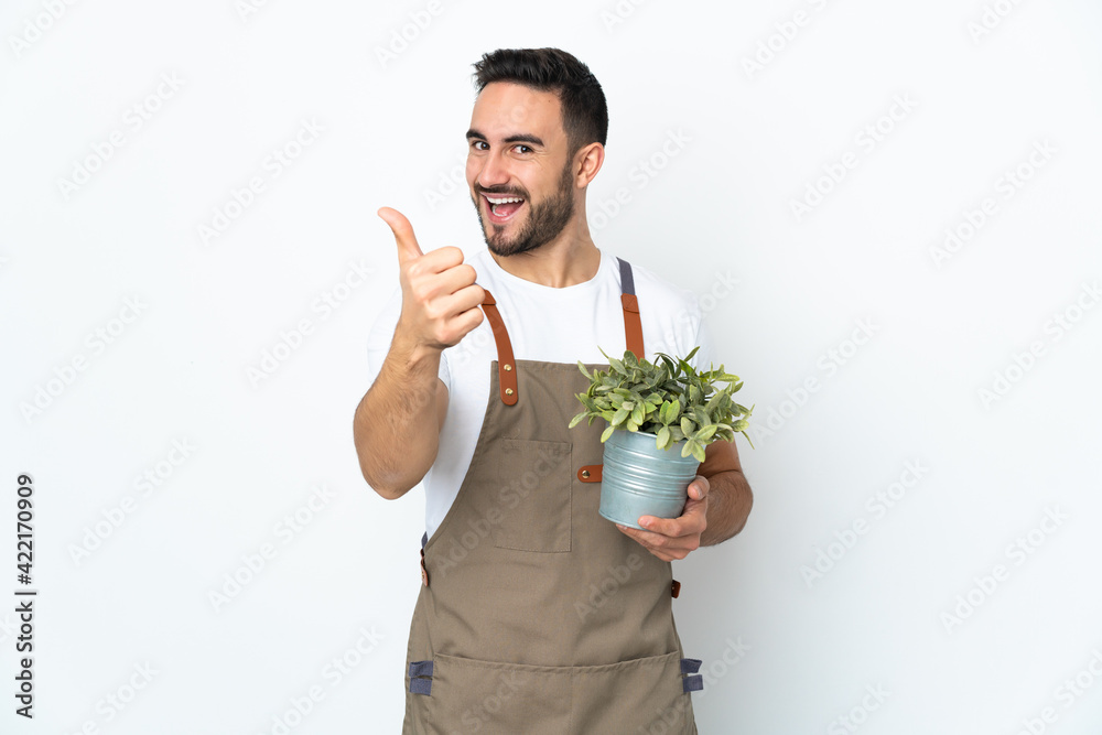 Gardener man holding a plant isolated on white background with thumbs up because something good has happened Gardener man holding a plant isolated on white background with thumbs up because something good has happened