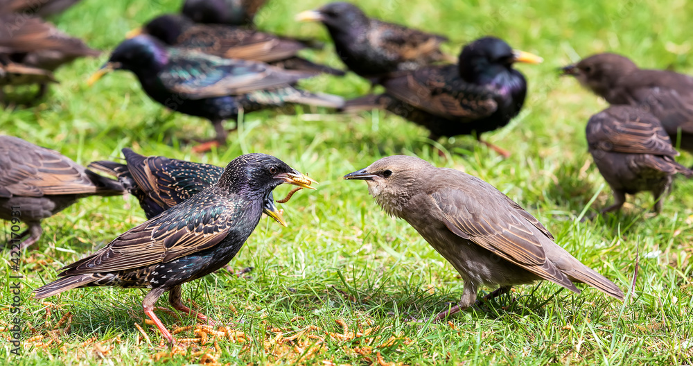 Fototapeta premium A adult starling feeds a young starling in a typical English garden in UK. Close up photo