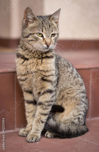 Adorable tabby kitten sitting outdoors, on the stairs