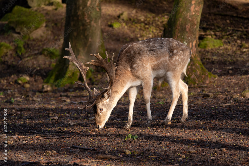 Majestic fallow deer in the forest enjoying the warm light of the sunset.
Majestic fallow deer in the forest enjoying the warm light of the sunset.