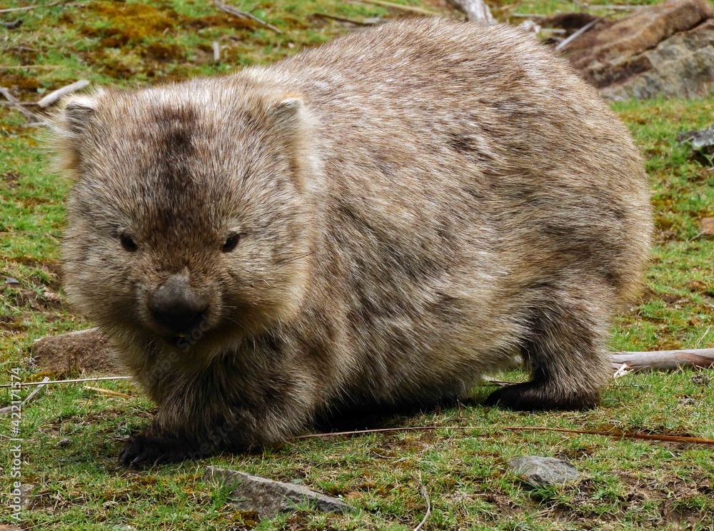 Fototapeta premium close up of cute wombat grazing in the grass at the former penal colony of maria island, off the coast of triabunna, in eastern tasmania, australia