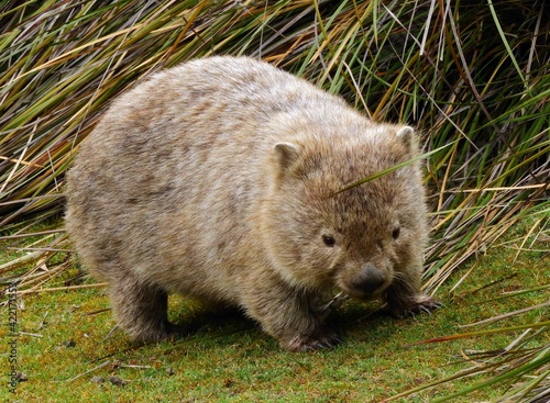 close up of cute wombat grazing in the grass at the former penal colony of maria island, off the coast of triabunna, in eastern tasmania, australia