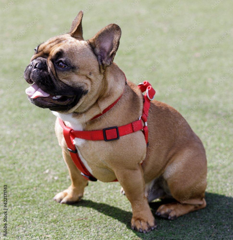 Fawn Male Frenchie Puppy Sitting with Mouth Open. Off-leash dog park in Northern California. Fawn Male Frenchie Puppy Sitting with Mouth Open. Off-leash dog park in Northern California.