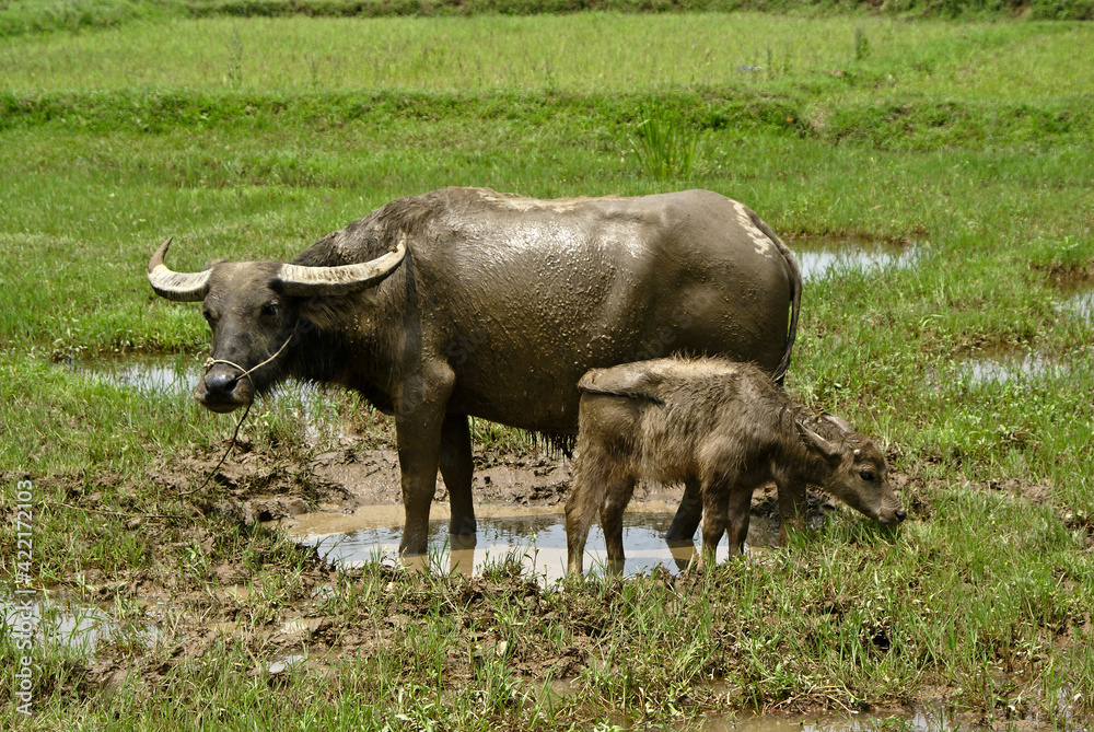 A water buffalo (Asiatic buffalo/Asian buffalo) and her calf cool off in a puddle in a field, Yulong, Guangxi Province, China A water buffalo (Asiatic buffalo/Asian buffalo) and her calf cool off in a puddle in a field, Yulong, Guangxi Province, China