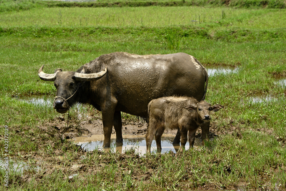 A water buffalo (Asiatic buffalo/Asian buffalo) and her calf cool off in a puddle in a field, Yulong, Guangxi Province, China