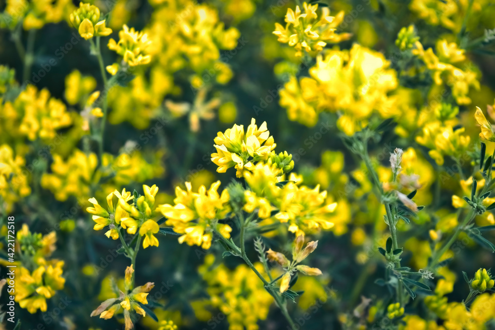 Morning field background with wild flowers. Wild flowers in a meadow nature.