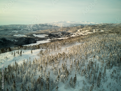 Aerial view of a snowy fir forest on winter foggy day, Kroderen,  Norway photo