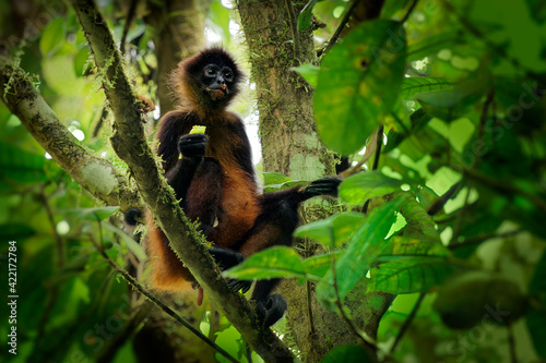 Photography Geoffroys spider monkey - Ateles geoffroi also black-handed spider monkey or the