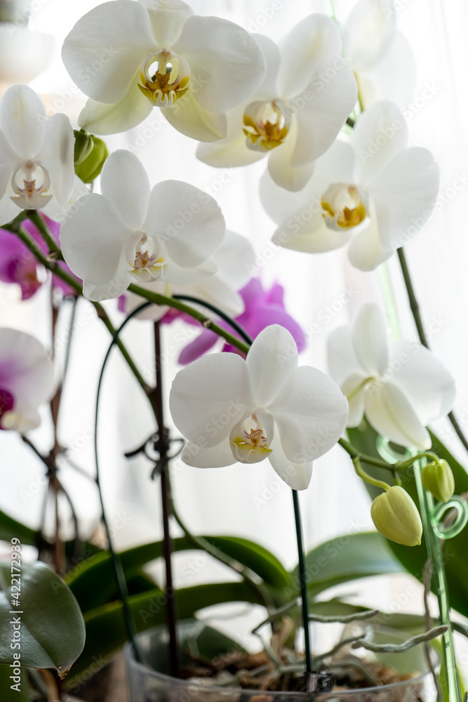 Obraz premium blooming orchid on a light background