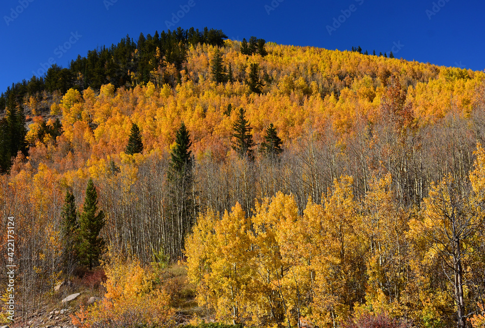 changing aspen leaves in fall on kenosha pass in the rocky mountains of colorado
