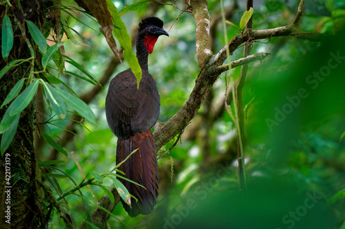 Crested guan - Penelope purpurascens black crested bird,  ancient group of birds of Cracidae, found in the Neotropics, lowlands forests from Mexico and the Yucatan Peninsula to Ecuador and Venezuela photo