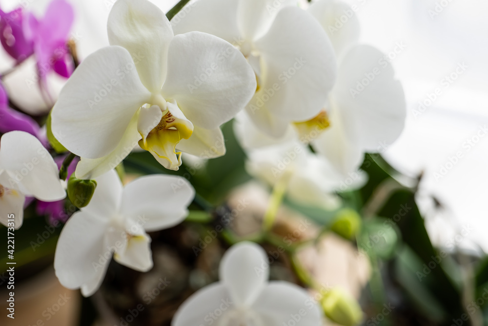 blooming orchid on a light background