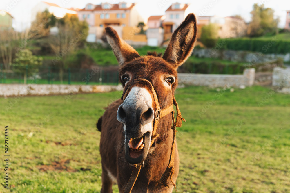 nice brown donkey with its mouth open, crying and protesting in the field at sunset. farm animals and rural livelihoods. nice brown donkey with its mouth open, crying and protesting in the field at sunset. farm animals and rural livelihoods.