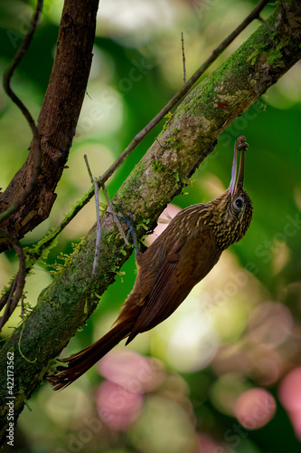 Cocoa Woodcreeper - Xiphorhynchus susurrans passerine bird in the ovenbird family, formerly subspecies of the buff-throated woodcreeper (X. guttatus), brown long billed bird photo