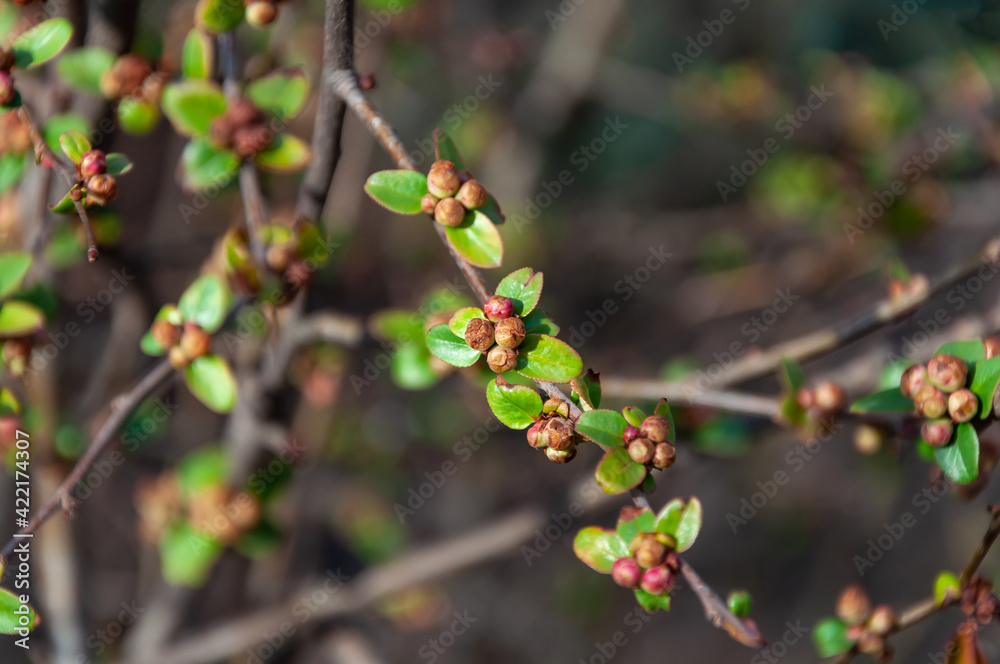 Swollen spring buds on the branches of a tree close up. Tree branch before flowering covered with buds in early spring. Close up of blossoming tree. Swollen spring buds on the branches of a tree close up. Tree branch before flowering covered with buds in early spring. Close up of blossoming tree.
