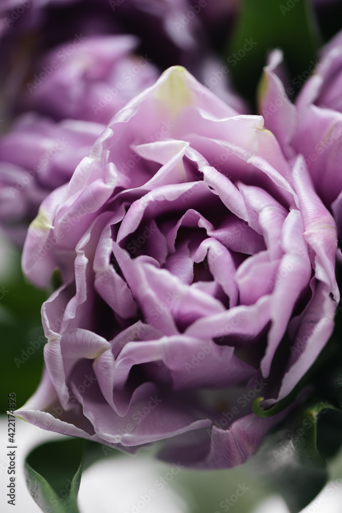 Close up purple tulips photo. Spring concept. natural girly background. flowers design. Slow living mindful life