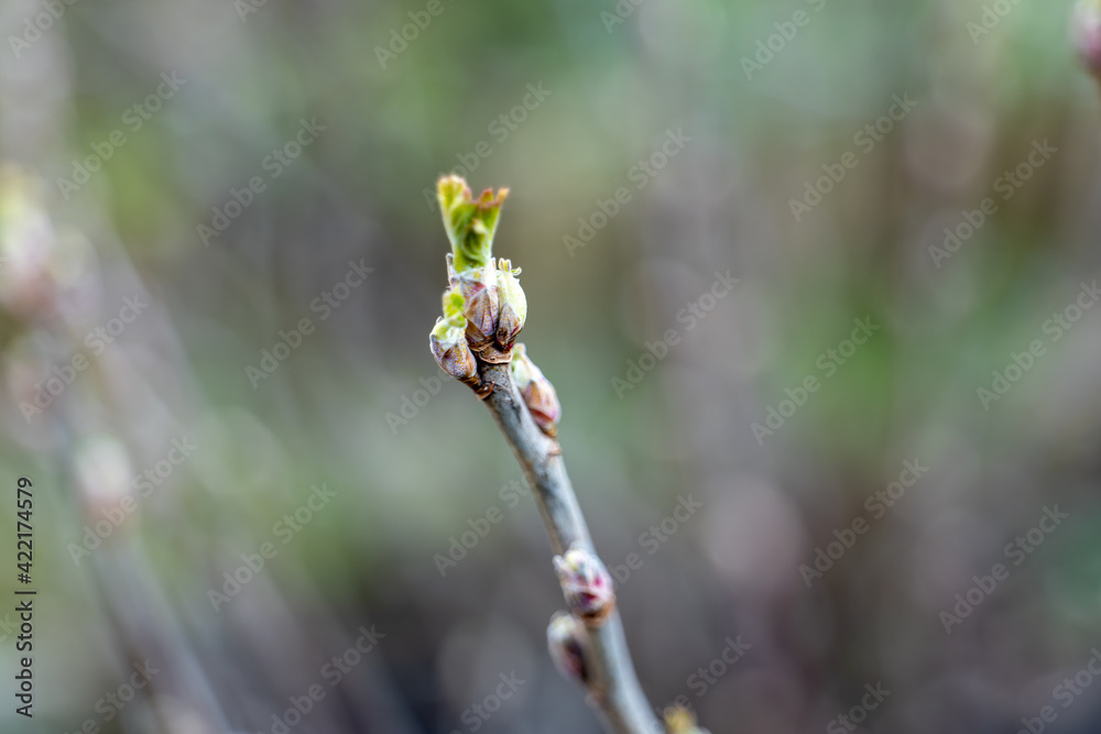 a small twig of currant, which is just beginning to dissolve its leaves a small twig of currant, which is just beginning to dissolve its leaves