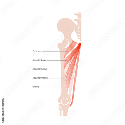 Muscular system legs