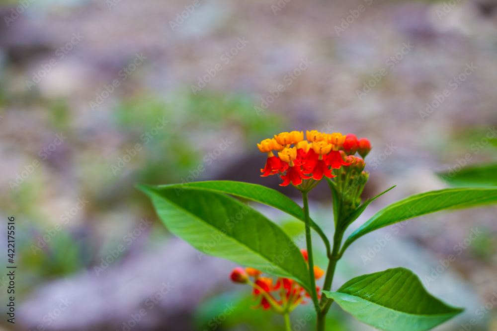 Plant by the riverside in Jamaica. Plant by the riverside in Jamaica.