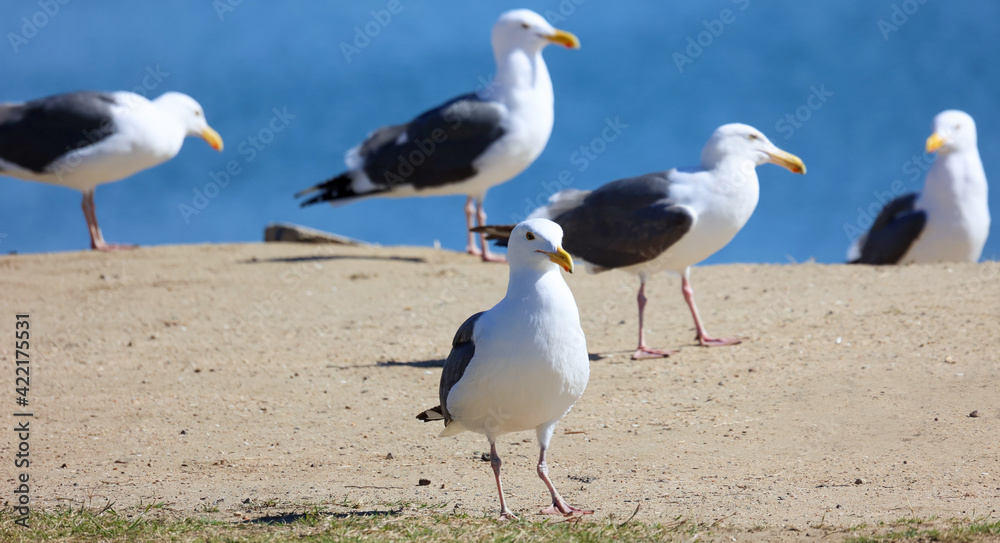 Fototapeta premium Seagulls walking on the rocks