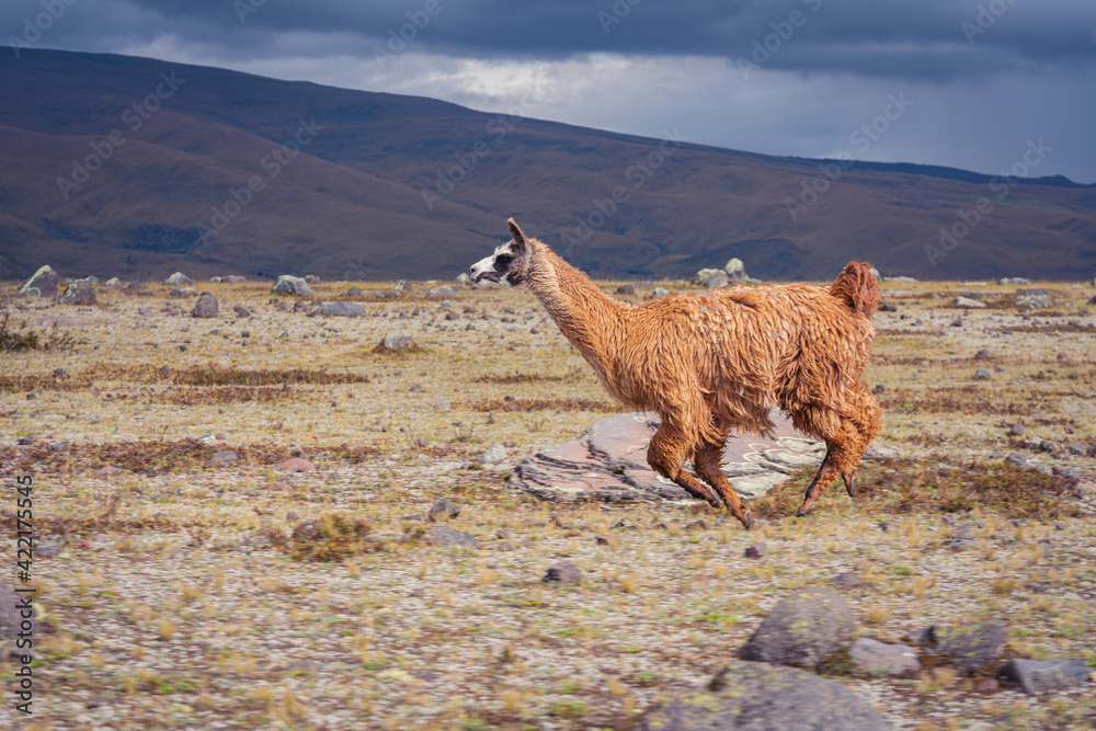 Fototapeta premium Eye-level shot of a single brown llama running on a dry field meadow