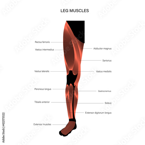 Muscular system legs photo