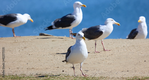 Seagulls walking on the rocks
