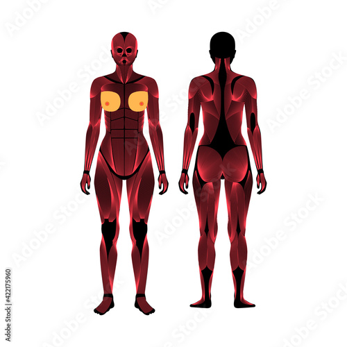 Human muscular system