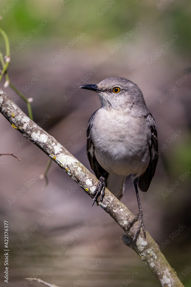 Northern Mockingbird resting on a tree branch in Texas Northern Mockingbird resting on a tree branch in Texas