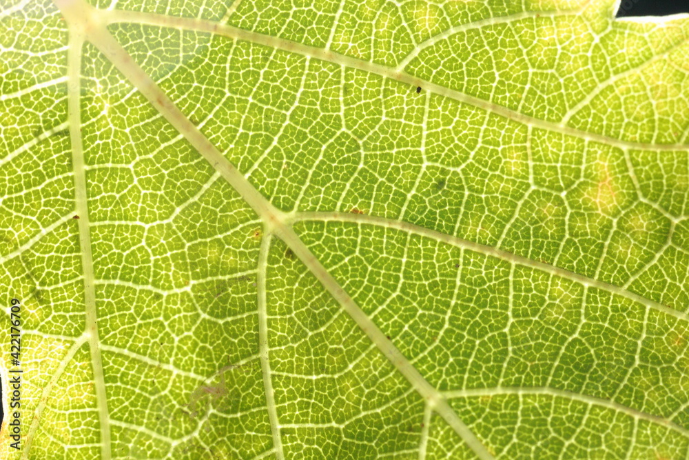 hoja de parra madurando o marchitandose, colores rojos, cafes y verdes, close up macro