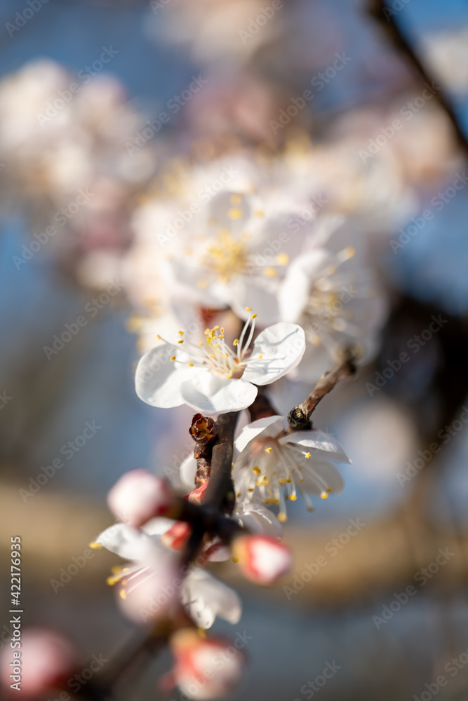 beautiful cherry flowers close up