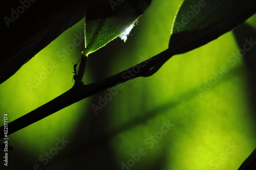 horiga caminando dobre hoja o sobre rama de arbol, fondo verde bokeh, silueta de hormiga photo