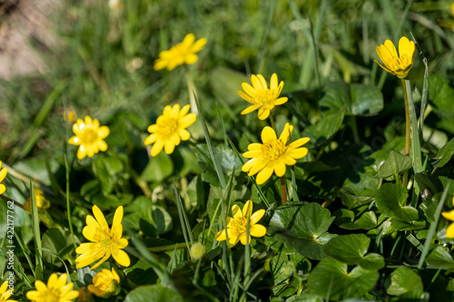 yellow flowers in the grass in the meadow in early spring