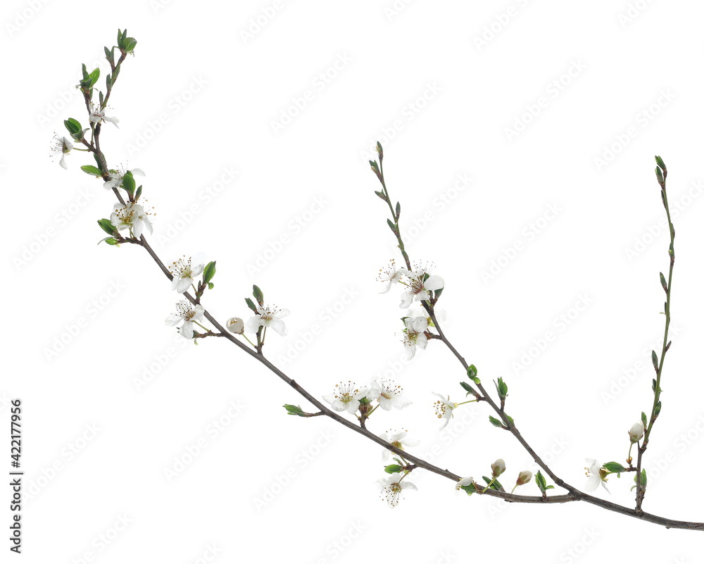 Blooming wild plum tree flowers in spring isolated on white background