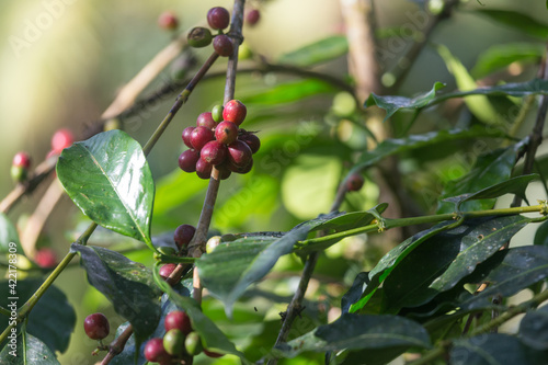 Coffee beans