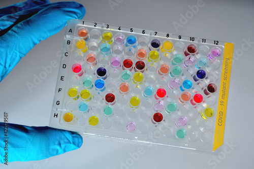 Covid-19 sample plate mutant screening colorful - scientist holding a high throughput 96 well microtiter plate photo